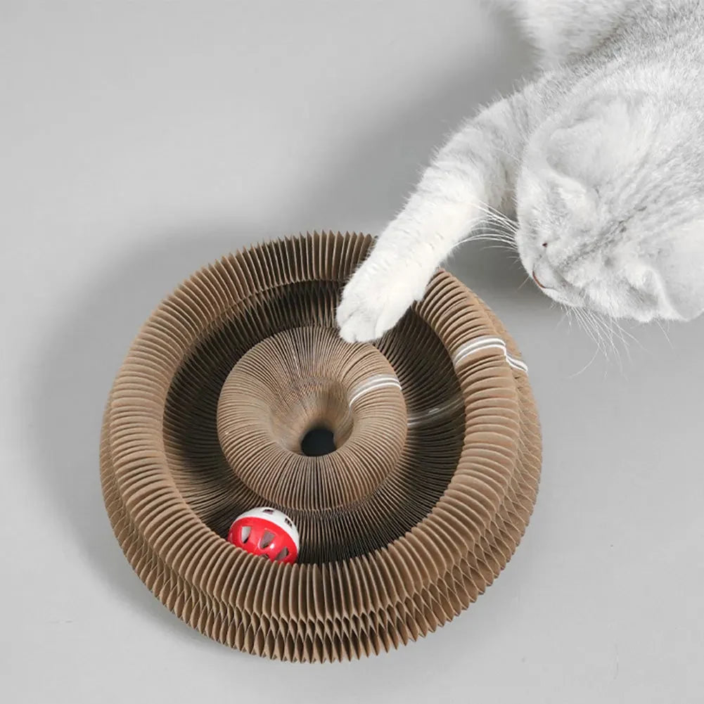 Cat reaching into the round accordion scratcher toward the bell ball.