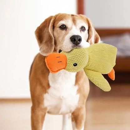 Beagle holding a yellow plush squeaky duck toy indoors.