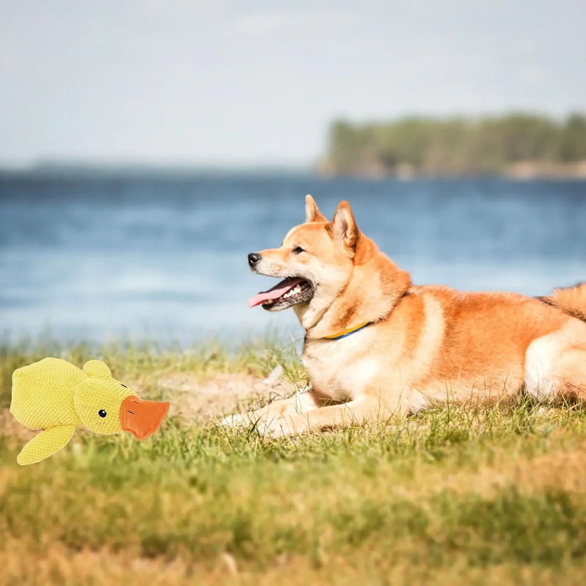 Dog carrying a yellow plush squeaky duck toy outdoors.