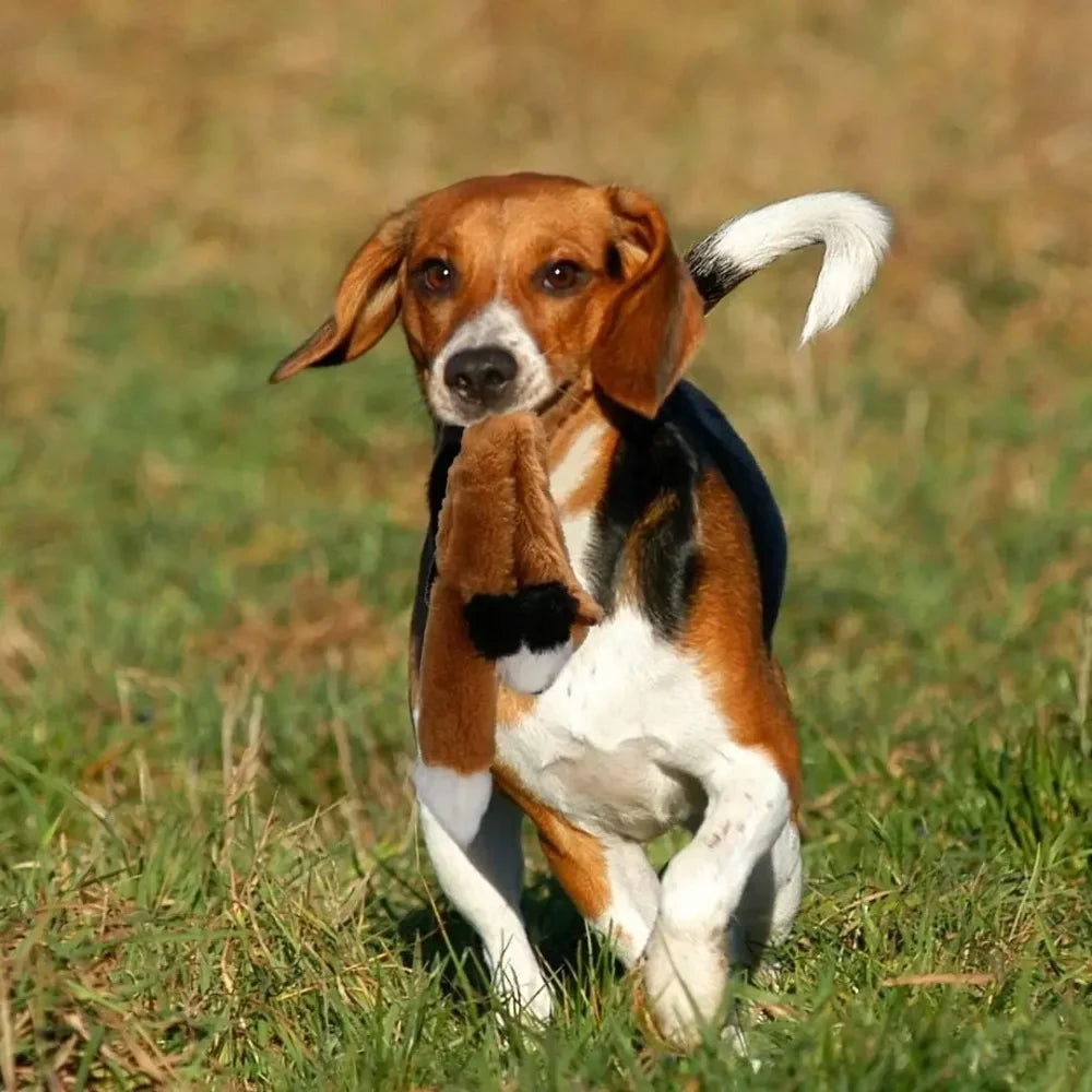Beagle holding the orange fox stuffing-free dog toy outdoors.