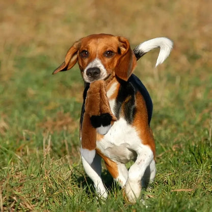 Beagle holding the orange fox stuffing-free dog toy outdoors.