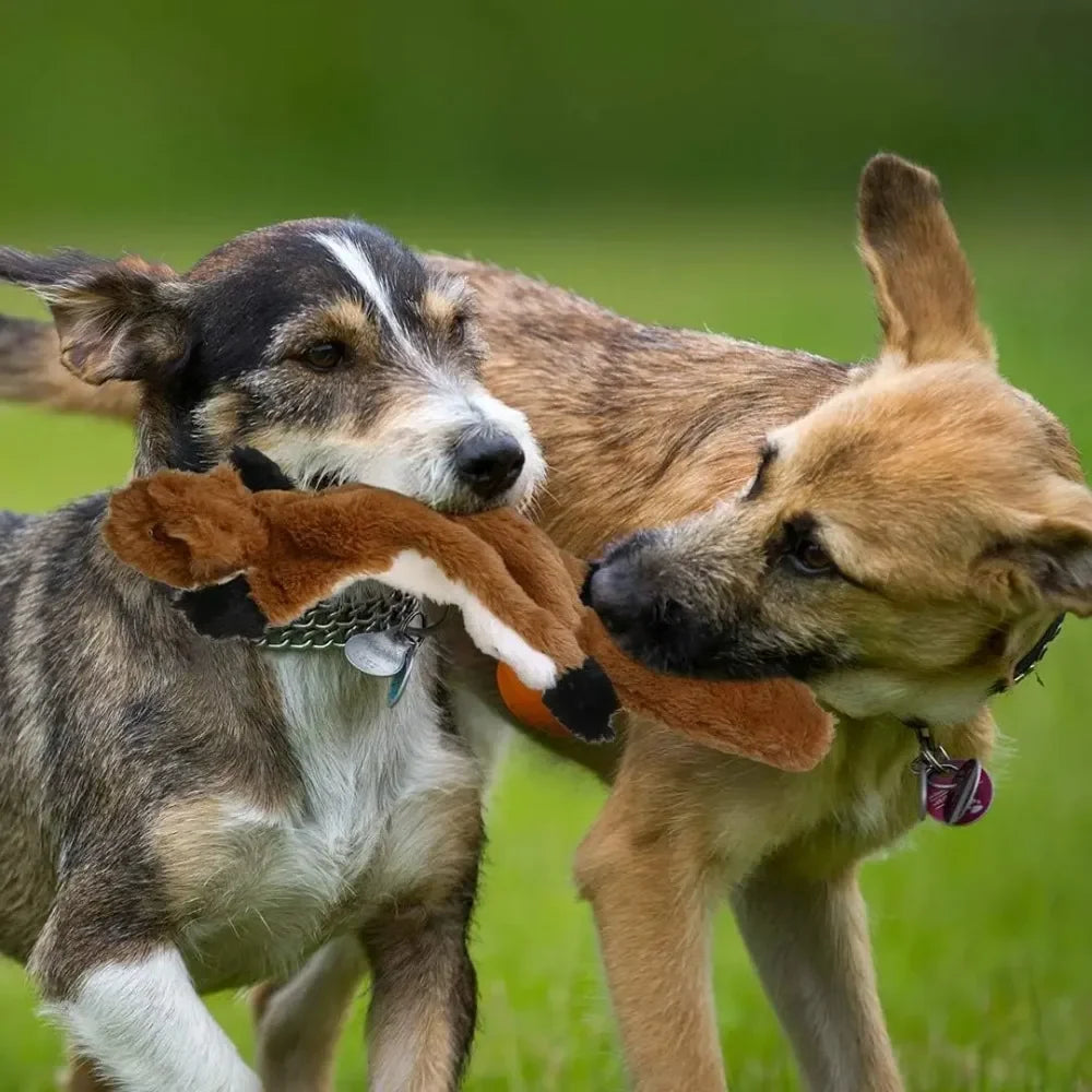 Two dogs playing together with an orange fox stuffing-free dog toy.