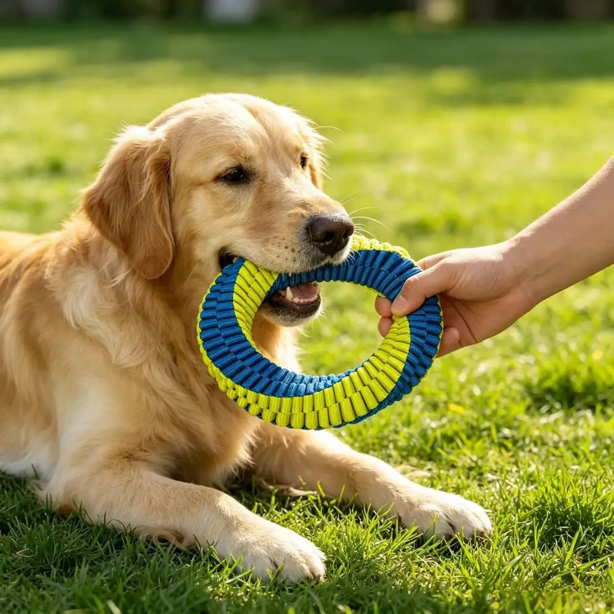 Golden retriever holding a blue-and-yellow woven tug ring while a person holds the other side.