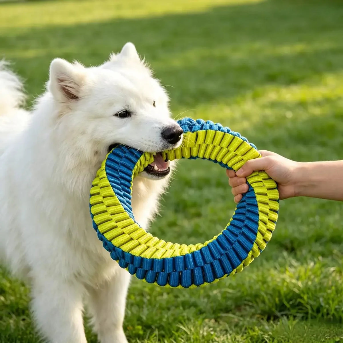 White dog and a person holding a blue-and-yellow woven tug ring outdoors.