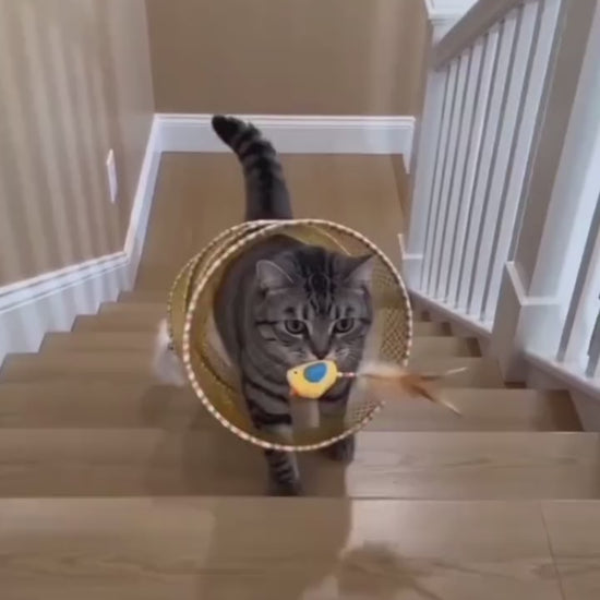 Supplier video showing cats playing with a yellow collapsible spiral tunnel indoors.